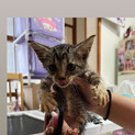 小さい子猫 2匹 飼える方いませんか？