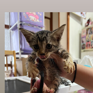 小さい子猫 2匹 飼える方いませんか？