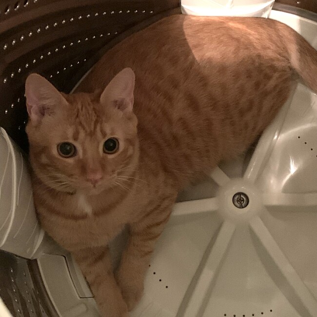 めちゃちっちのカバー写真