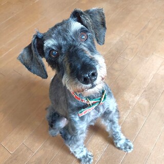 気の強いところがない超フレンドリーなシュナウザー