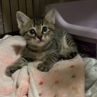 ひとが大好き！キジトラよもぎちゃん（募集一時停止）