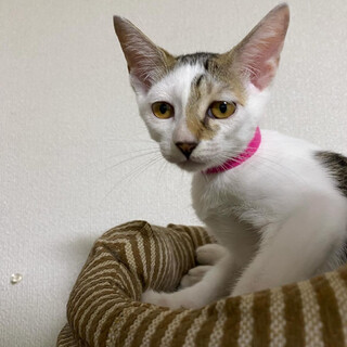 ちょっぴり塩顔のかわいいキジ白ももちゃん