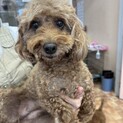 トイプードル　チャコちゃん