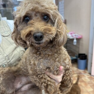 トイプードル　チャコちゃん