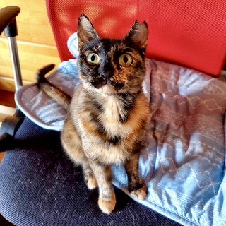 【8/18譲渡会】多頭飼育崩壊レスキュー・せつ