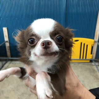 引退犬チワワ雌