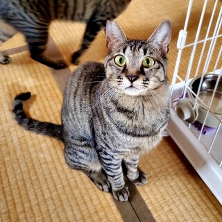 【8/18譲渡会】多頭飼育崩壊レスキュー・ココア