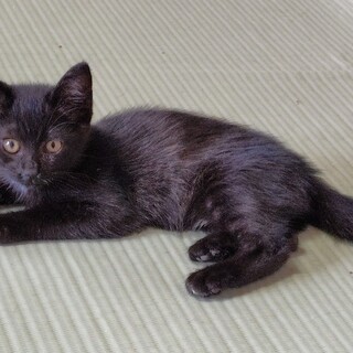 遊ぶの大好き元気いっぱい黒猫の男の子