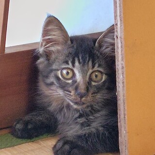 キジ黒凛々しい男の子