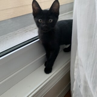 ありがとうございました★穏やかな黒猫ツナくん