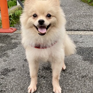 ニコニコ笑顔のポメラニアンのうるるちゃん