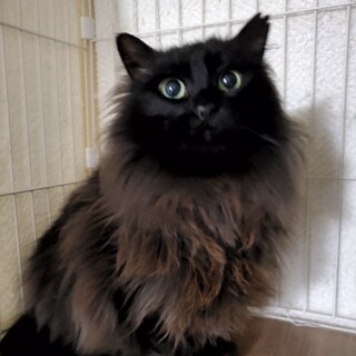 【お見合い歓迎】FIVキャリアのココちゃん