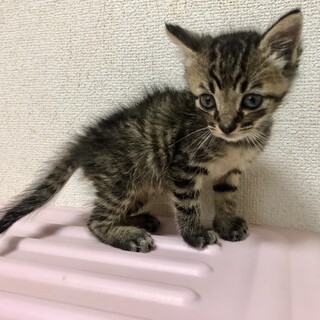 ありがとうございました★ちびちびキジ虎セイハくん