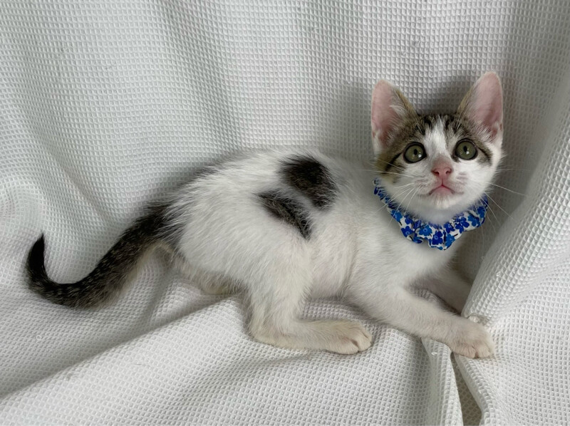 フレップくん♂@約4ヶ月未満 サムネイル2