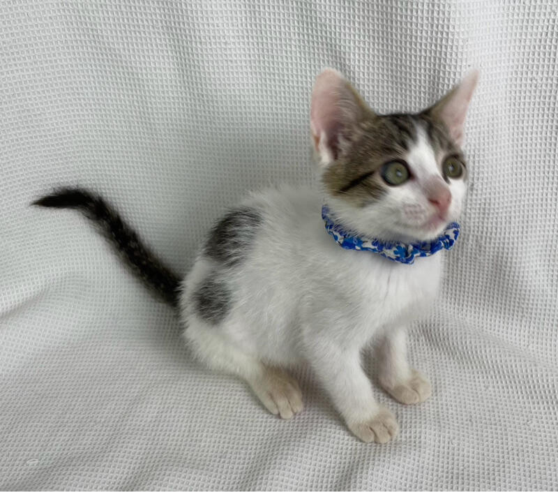 フレップくん♂@約4ヶ月未満 サムネイル3