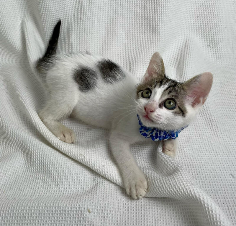 フレップくん♂@約4ヶ月未満 サムネイル4