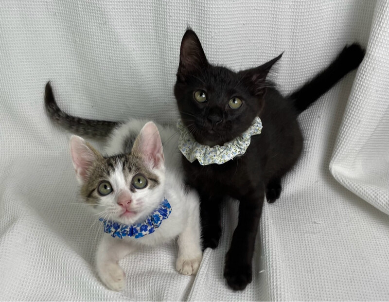 フレップくん♂@約4ヶ月未満 サムネイル5