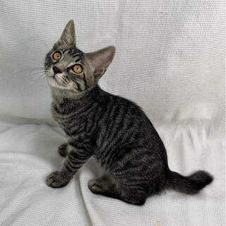 アースくん♂@約4ヶ月