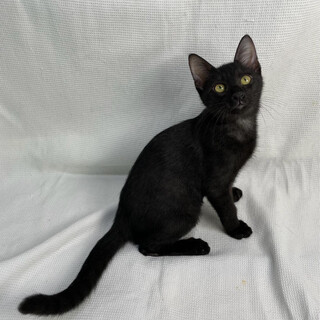 ジュピターくん♂@約4ヶ月