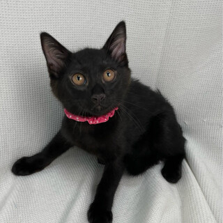 シュロちゃん♀@約4ヶ月