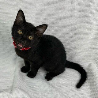 ココスちゃん♀@約4ヶ月