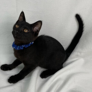 サバルくん♂@約4ヶ月