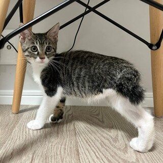 いつも元気全開★ルッカくん