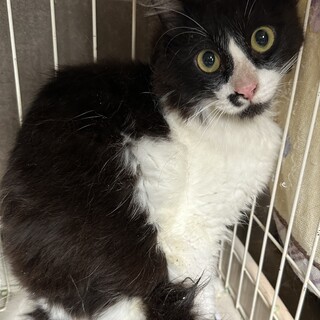 まんまるおめめの白黒の男の子『謝』♂