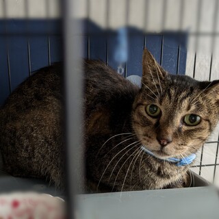 シニアキジトラ♀　突然一人ぼっちに…