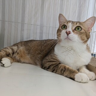 キジシロ　唯（ゆい）ちゃん里親様募集中☆彡