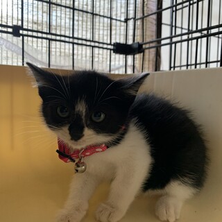 やんちゃな女の子☆かぼ