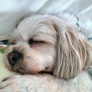 可愛いだけじゃないコタ