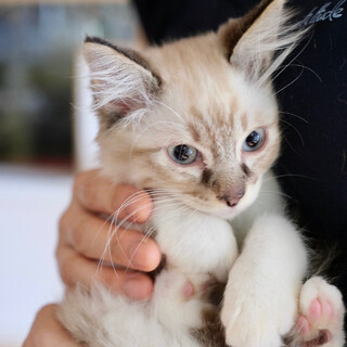 アンダマン♡家族ができました