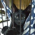 4/13生まれ黒猫ガールのクルミちゃん☆