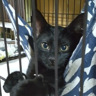 4/13生まれ黒猫ガールのクルミちゃん☆