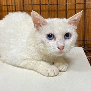 ブルーの瞳の白猫の女の子シローナ