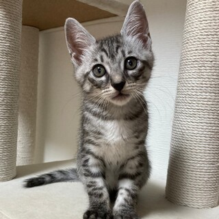 アメショのような綺麗なサバトラの男の子★サンくん