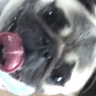 パグ3歳の男の子