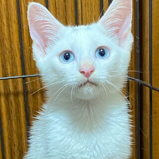 ブルーの瞳の白猫の男の子　ラーラ
