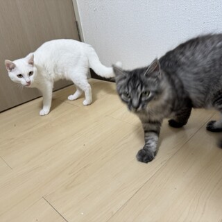 育ち盛り兄弟猫ちゃんの募集です