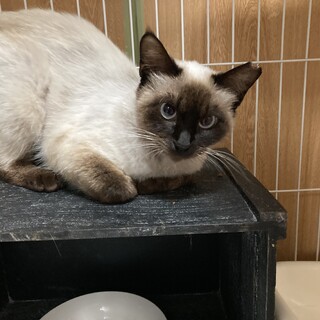 ブルーの瞳にまん丸お目目の猫ちゃん