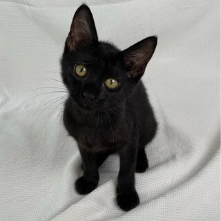 あんとちゃん♀@約4ヶ月