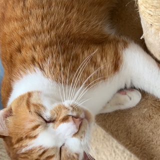 性格良し チャー坊