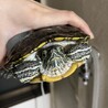 ちょとシャイなアマゾンカメ