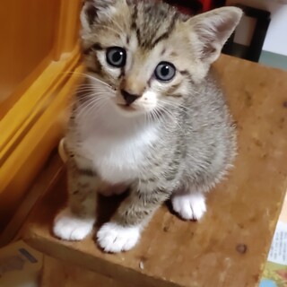 手脚が長く初めてでも抱っこ可キジトラのトラ豆ちゃん