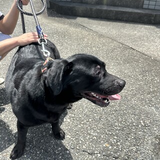 訳があって飼えなくなってしまいました。