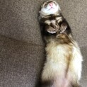 一才のフェレットメス