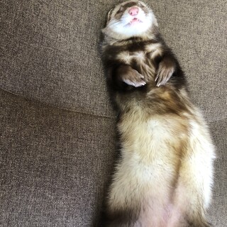 一才のフェレットメス