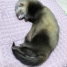 一才のフェレットメス サムネイル2