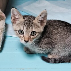 保護猫の譲渡会in春日井 サムネイル2